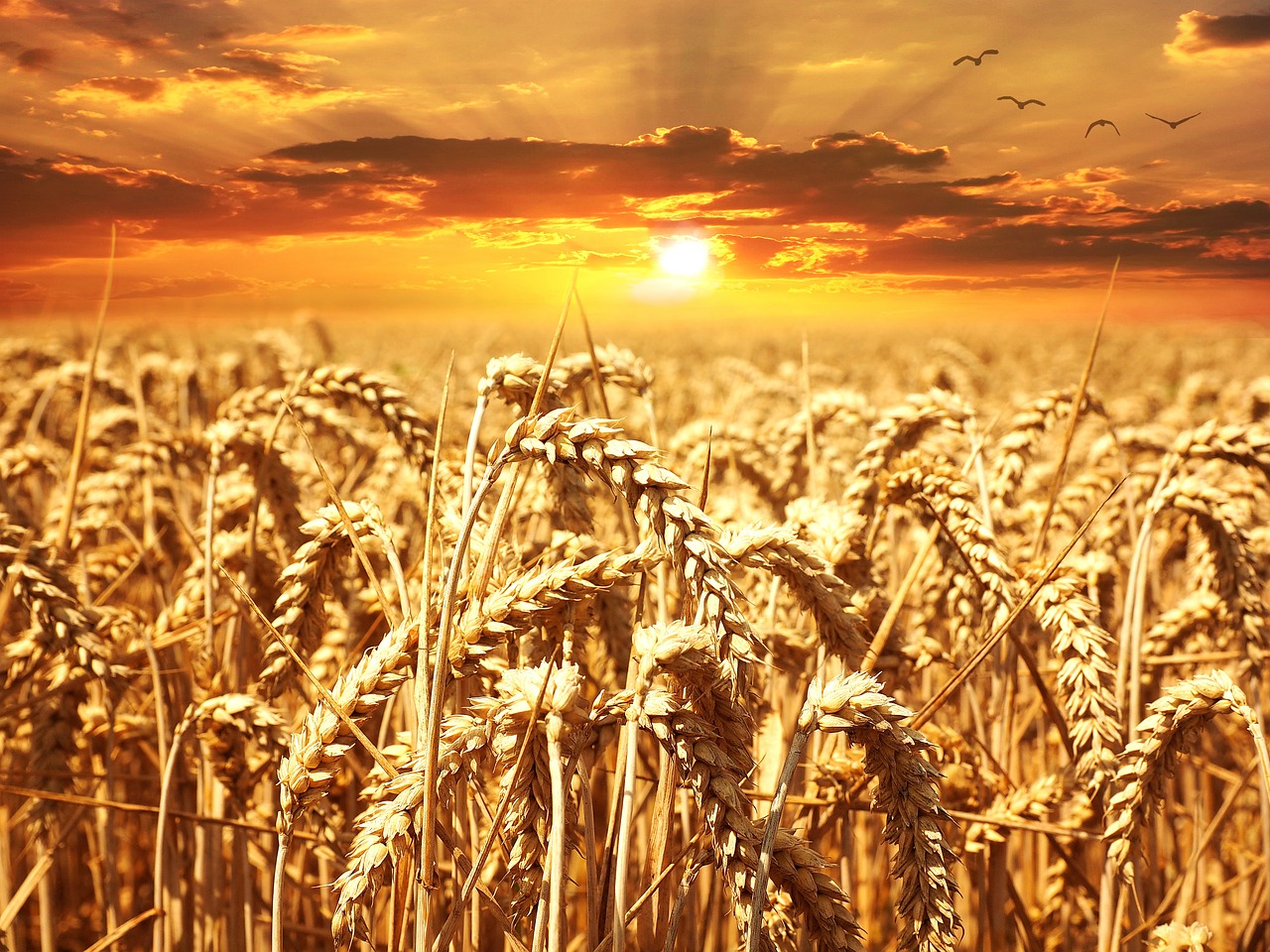 atardecer anaranjado sobre un campo de trigo